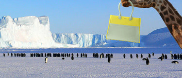 Sophie Goes To Antarctica and Learns Some Difficult Facts