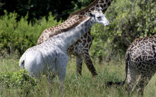 A Heartfelt Message From Sophie The Giraffe - LUC8K’s Globe Trotting Brand Ambassador