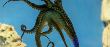 Octopus glides through clear sea, 8 tentacles intertwine as graceful as octopus