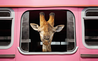 Sophie's Pink Bus Adventure: Taking You Along for the Ride!