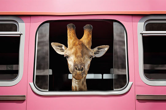 Sophie's Pink Bus Adventure: Taking You Along for the Ride!