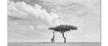 A lone giraffe feeding from the low branches of a solitary acacia tree on the vast open grass plains of the Masai Mara under a dramatic, gathering storm sky, in fine-art black and white.