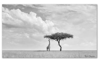 A lone giraffe feeding from the low branches of a solitary acacia tree on the vast open grass plains of the Masai Mara under a dramatic, gathering storm sky, in fine-art black and white.