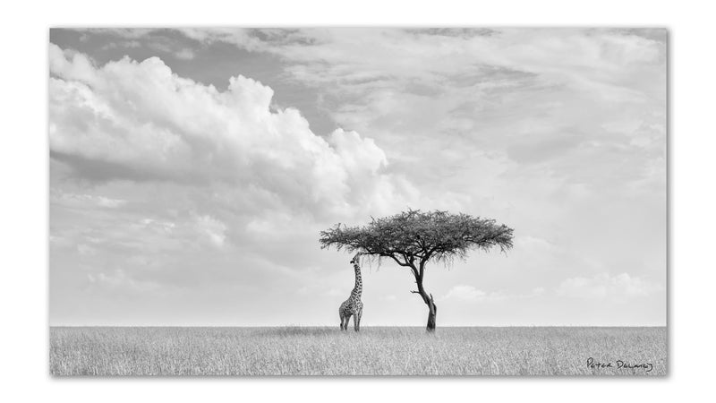 A lone giraffe feeding from the low branches of a solitary acacia tree on the vast open grass plains of the Masai Mara under a dramatic, gathering storm sky, in fine-art black and white.