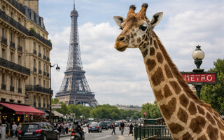 Sophie: My Very Expensive Wake-Up Call