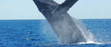 Paradies Tonga with a jumping whale