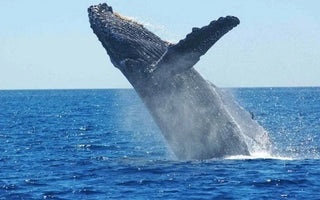 Paradies Tonga with a jumping whale