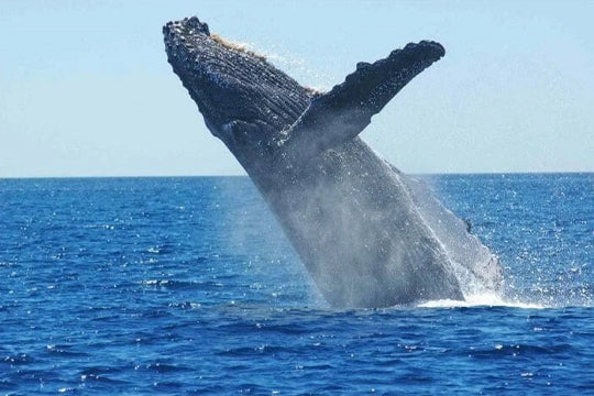 Paradies Tonga with a jumping whale
