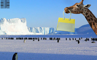 Sophie Goes To Antarctica and Learns Some Difficult Facts