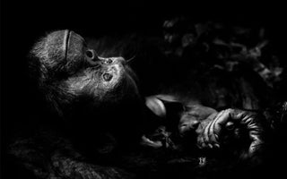 Wildlife Photographer Of The Year 2017 Award For LUC8K Ambassador Peter Delaney