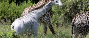 A Heartfelt Message From Sophie The Giraffe - LUC8K’s Globe Trotting Brand Ambassador