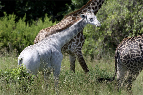 A Heartfelt Message From Sophie The Giraffe - LUC8K’s Globe Trotting Brand Ambassador