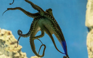 Octopus glides through clear sea, 8 tentacles intertwine as graceful as octopus